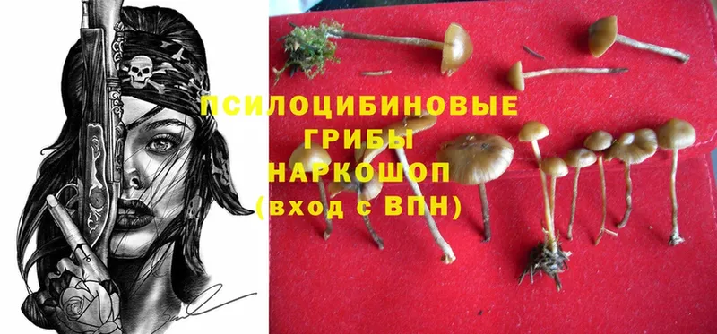 shop как зайти  даркнет сайт  мега зеркало  Тейково  Галлюциногенные грибы MAGIC MUSHROOMS 